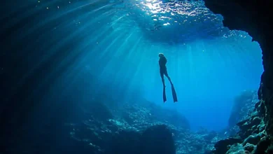 تصویر از شیرجه آزاد (Free Diving)