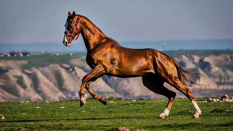 اهلی کردن اسب پرورش اسب