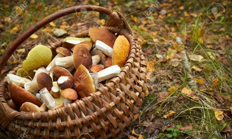 34646127-mushrooms-in-the-basket