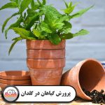 پرورش گیاه در گلدان